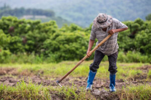 Leia mais sobre o artigo O tempo em atividade rural pode ser contabilizado na aposentadoria?